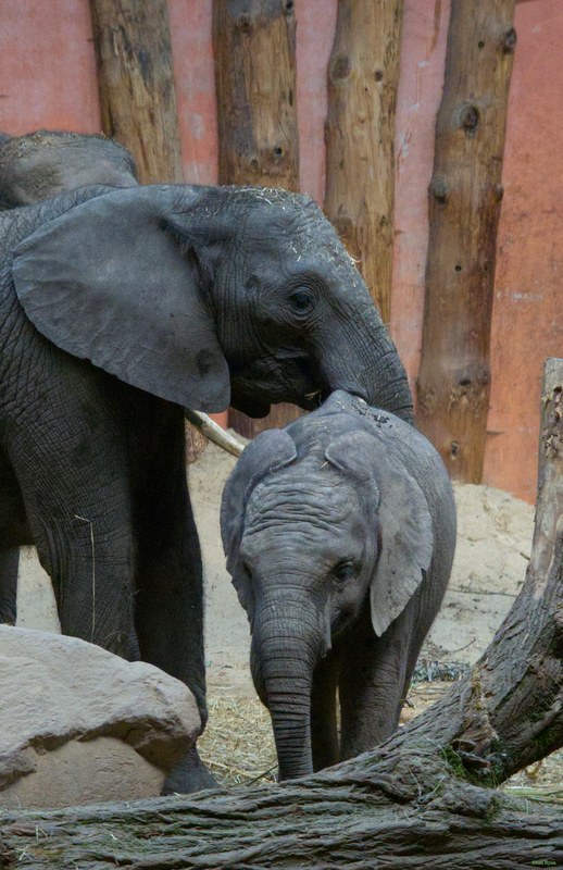 Beekse Bergen - Elephants - SA708724.editted