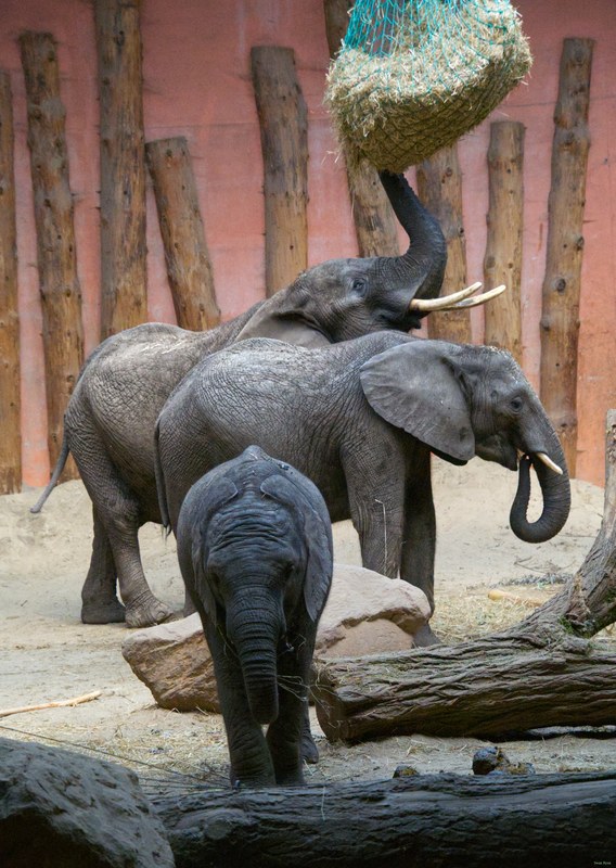 Beekse Bergen - Elephants - SA708732.editted