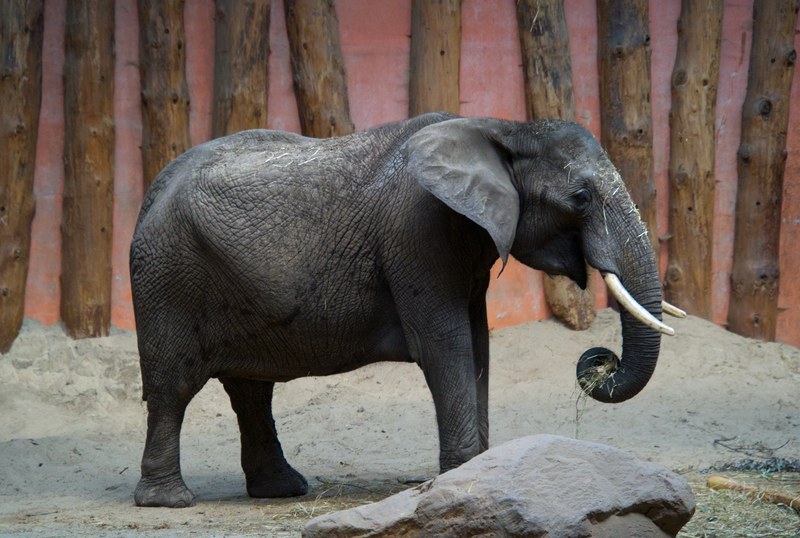 Beekse Bergen - Elephants - SA708746.editted