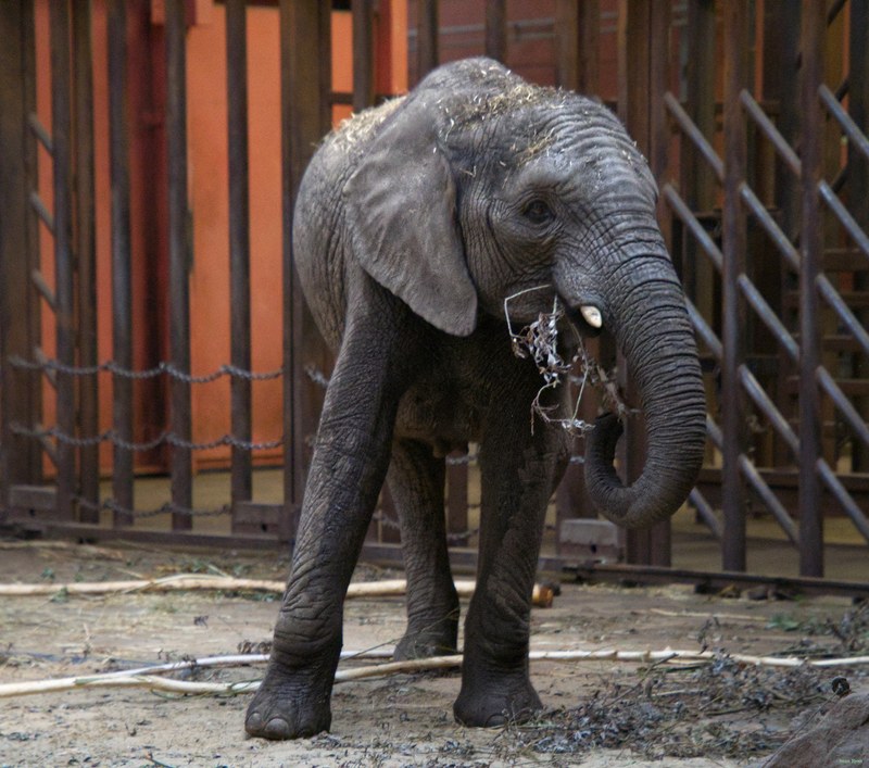Beekse Bergen - Elephants - SA708751.editted