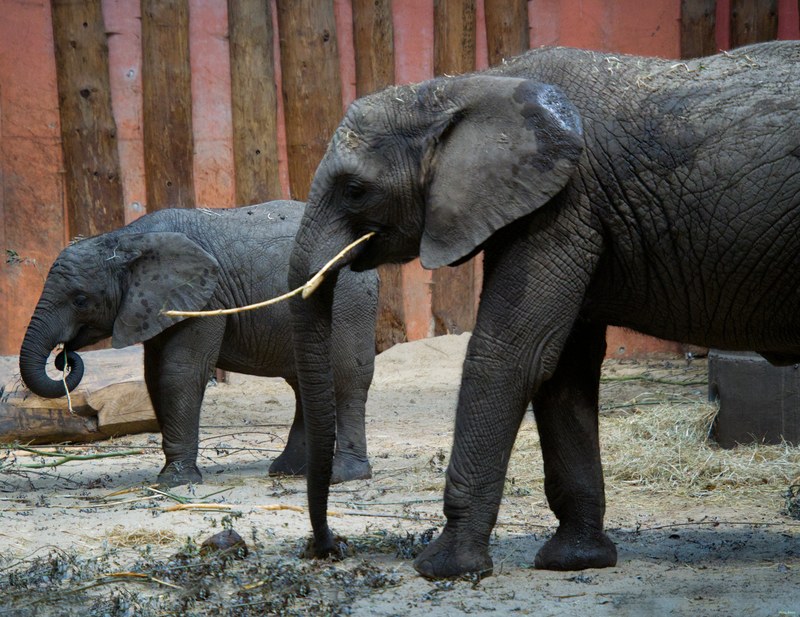 Beekse Bergen - Elephants - SA708756.editted