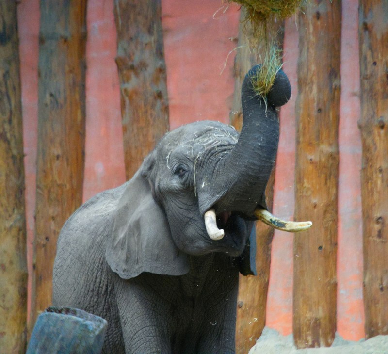 Beekse Bergen - Elephants - SA708763.edittted