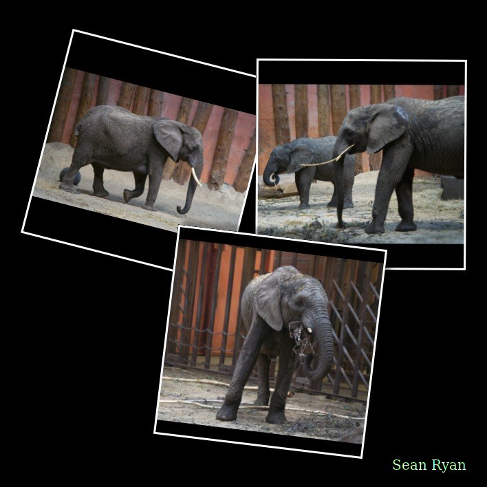 Beekse Bergen - Elephants - Every Day Photos