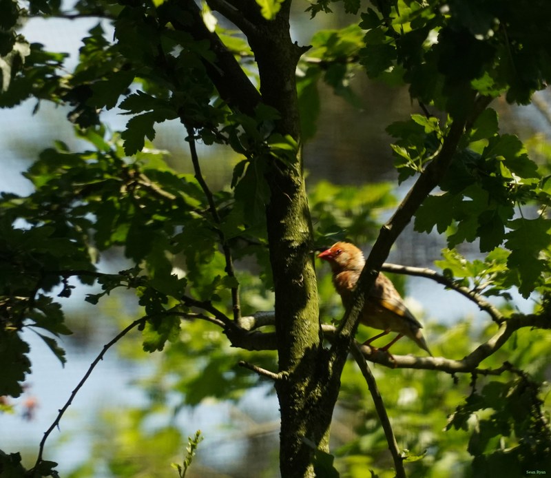 Beekse Bergen - Finches - SA708175.ok.editted