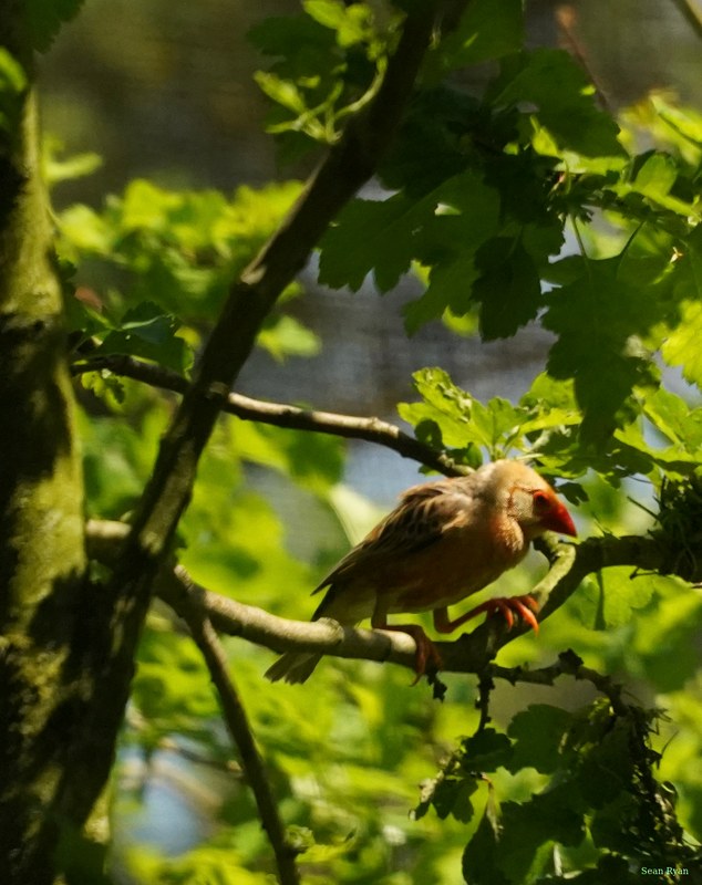 Beekse Bergen - Finches - SA708195.ok.editted