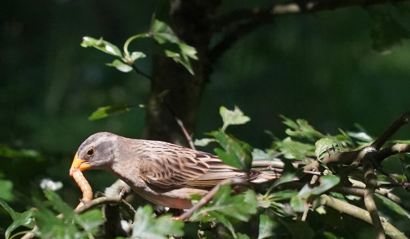Beekse Bergen - Finches - SA708299.ok.editted.good