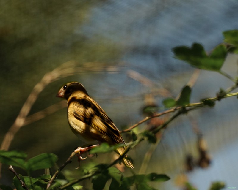 Beekse Bergen - Finches - SA708328.ok.editted.good