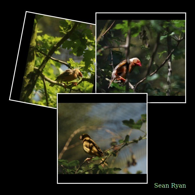 Beekse Bergen - Finches - Every Day Photos