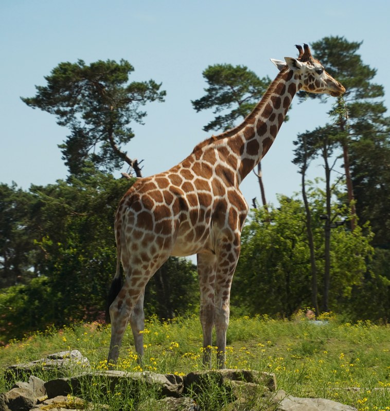 Beekse Bergen - Giraffe - SA708656.ok.editted