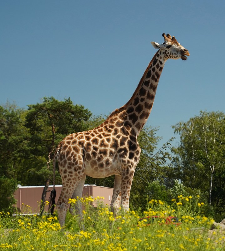 Beekse Bergen - Giraffe - SA708665.ok.editted