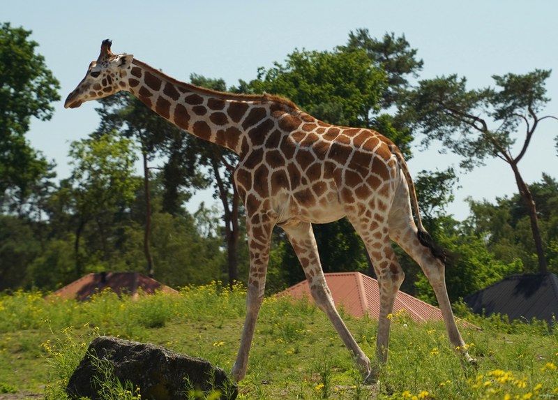 Beekse Bergen - Giraffe - SA708672.ok.editted