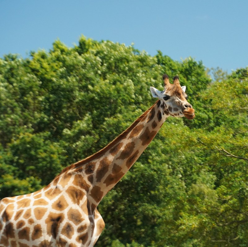 Beekse Bergen - Giraffe - SA708679.ok.editted