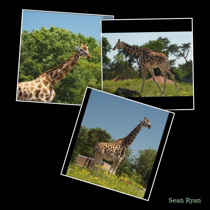 Beekse Bergen - Giraffe - Every Day Photos