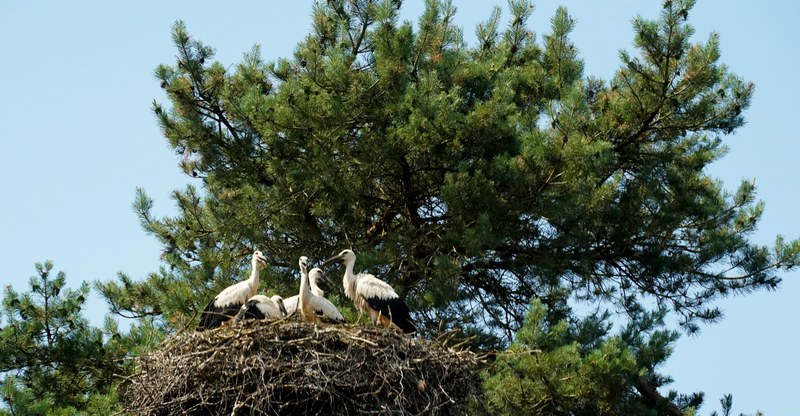 Beekse Bergen - Storks - SA708025.ok.editted
