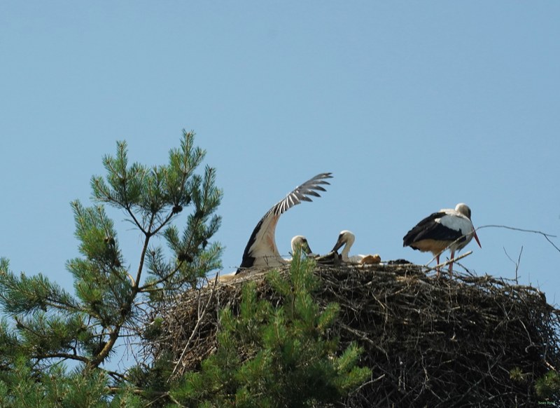 Beekse Bergen - Storks - SA708029.ok.better.cropped