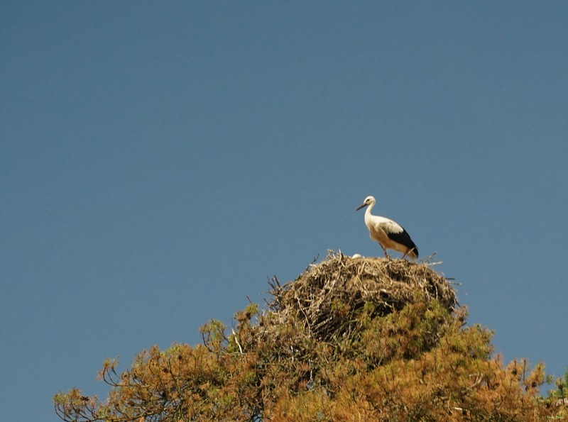 Beekse Bergen - Storks - SA708038.ok.editted