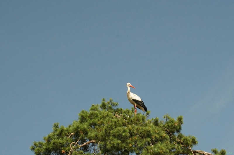 Beekse Bergen - Storks - SA708039.ok.editted