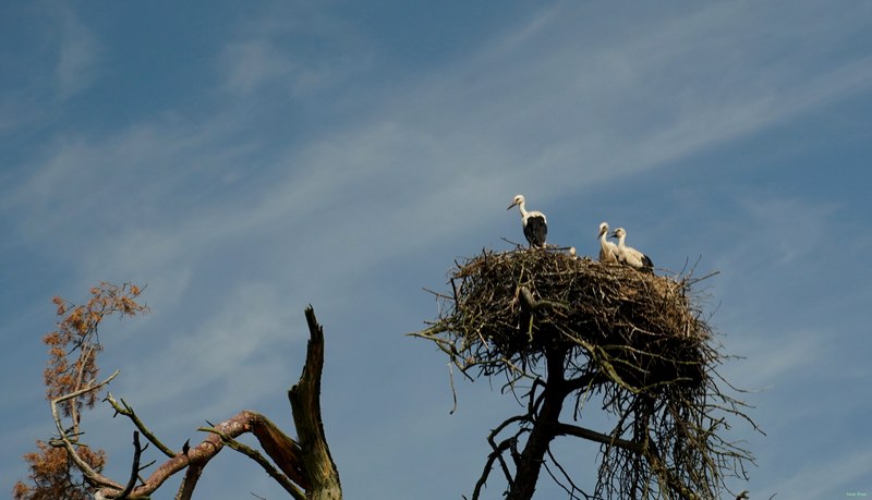 Beekse Bergen - Storks - SA708042.ok.editted