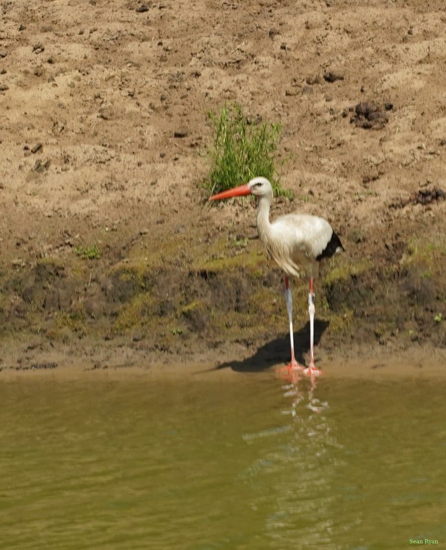 Beekse Bergen - Storks - SA708049.ok.better.cropped