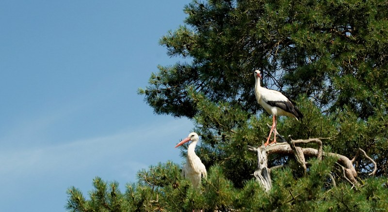 Beekse Bergen - Storks - SA708056.ok.editted