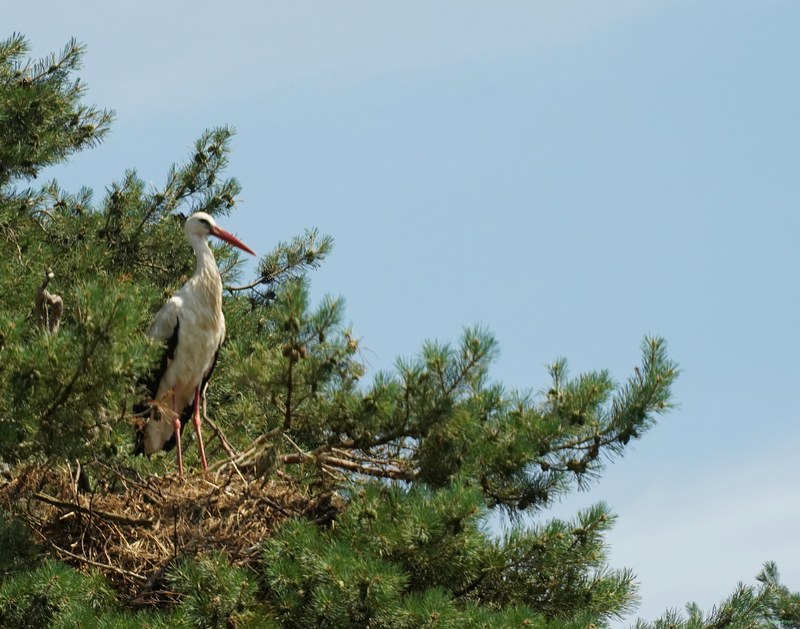 Beekse Bergen - Storks - SA708057.ok.editted