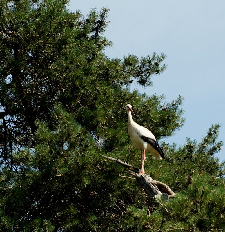 Beekse Bergen - Storks - SA708058.ok.crop-center.editted