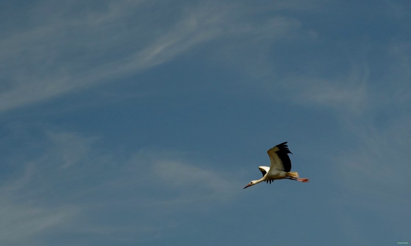 Beekse Bergen - Storks - SA708060.good.editted