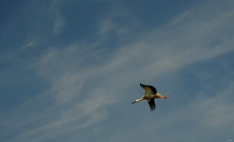 Beekse Bergen - Storks - SA708061.good.editted