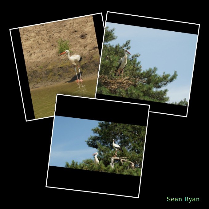 Beekse Bergen - Storks - Every Day Photos