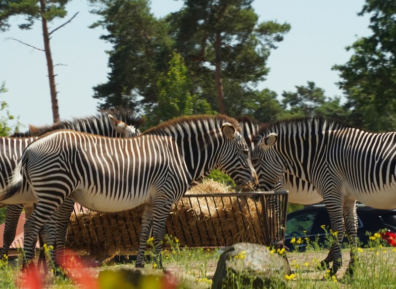 Beekse Bergen - Zebra - SA708654.ok.editted
