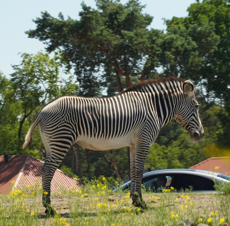 Beekse Bergen - Zebra - SA708655.ok.editted