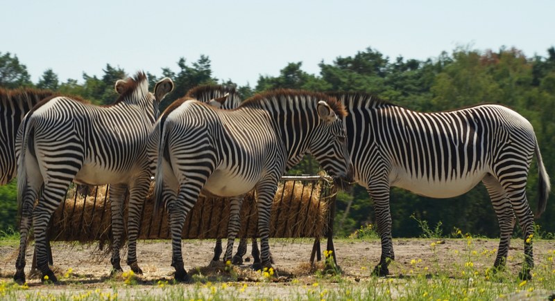 Beekse Bergen - Zebra - SA708658.ok.crop.cropped.