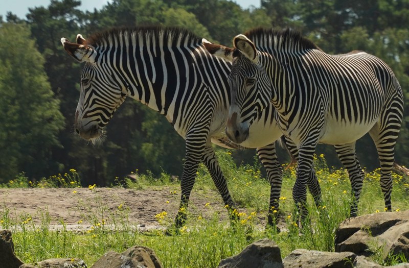 Beekse Bergen - Zebra - SA708660.ok.better.editted