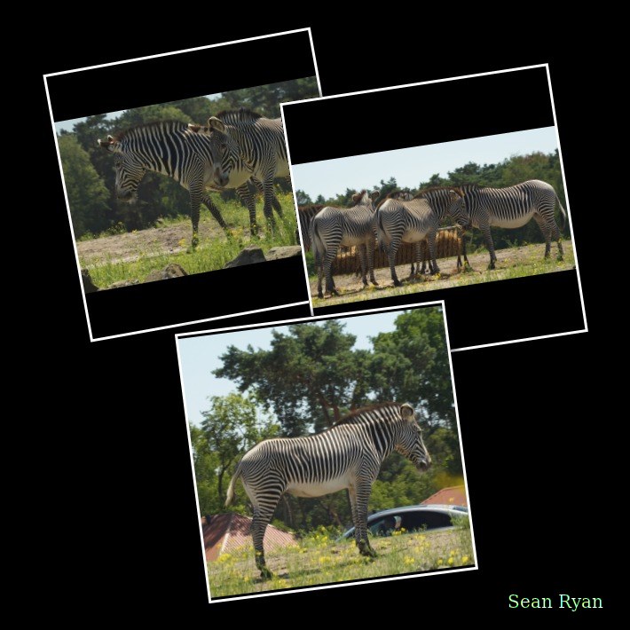 Beekse Bergen - Zebra - Every Day Photos