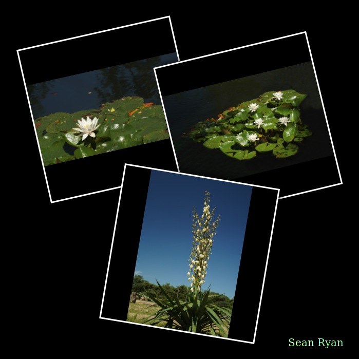 Beekse Bergen Flowers - Every Day Photos
