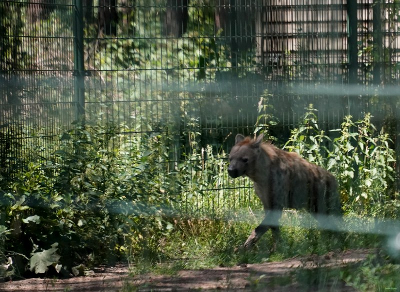Beekse Bergen Hyena - Every Day Photos