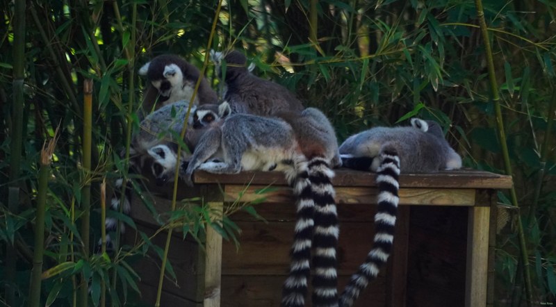 Beekse Bergen Lemur - Every Day Photos