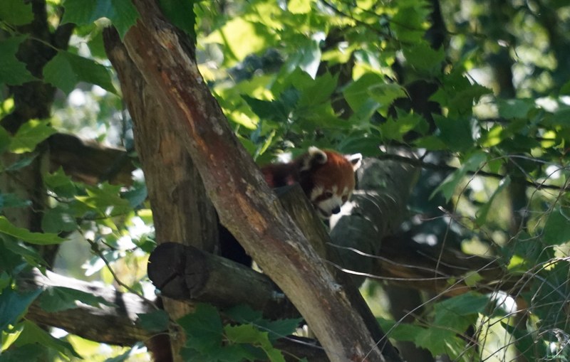 Beekse Bergen Red Panda - Every Day Photos