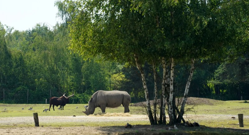 Beekse Bergen Safari - SA708007.ok.editted