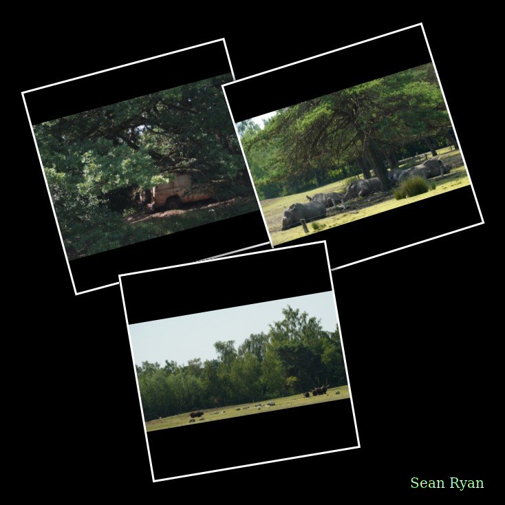 Beekse Bergen Safari - Every Day Photos