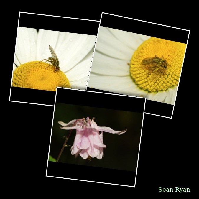 2026-06 - Texel Bugs Flowers And Skies - Every Day Photos