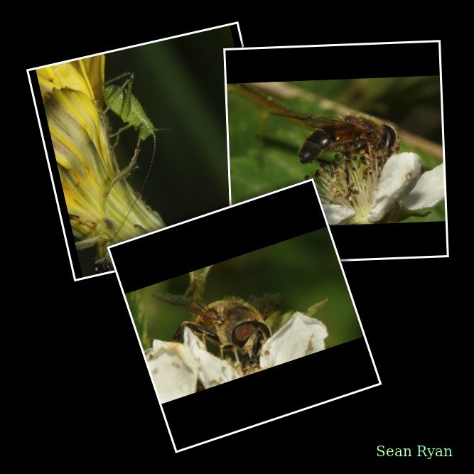 2026-06 - Texel Bugs Near Bloemhuis - Every Day Photos