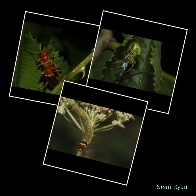 2026-06 - Texel Bugs And Flowers - Every Day Photos