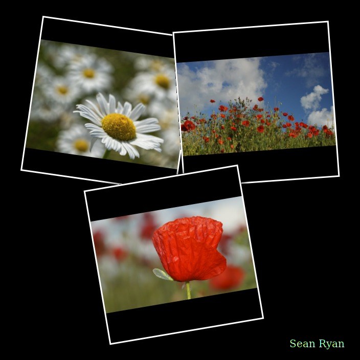 2026-06 - Texel Flowers Near Bloemhuis - Every Day Photos