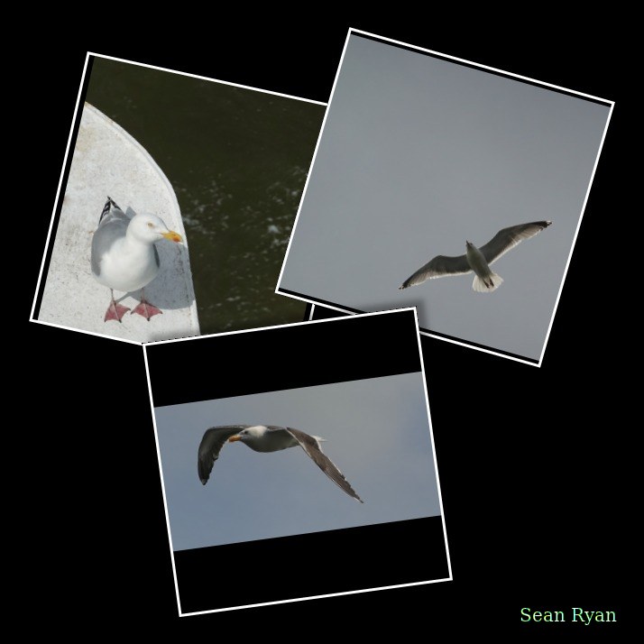 2026-06 - Texel Gulls In Flight - Every Day Photos