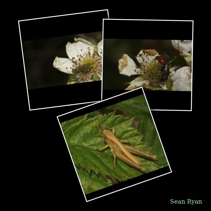 2026-06 - Texel Hidden Meadow - Bees And Bugs - Every Day Photos