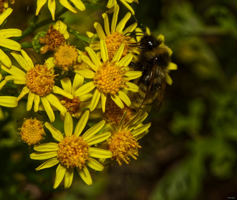 Bees - SA708873.cropped