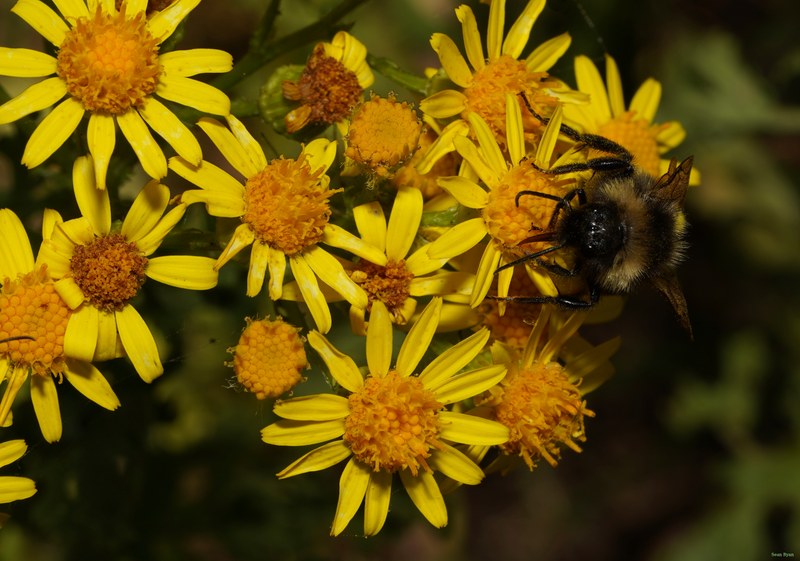 Bees - SA708876.ok.cropped.