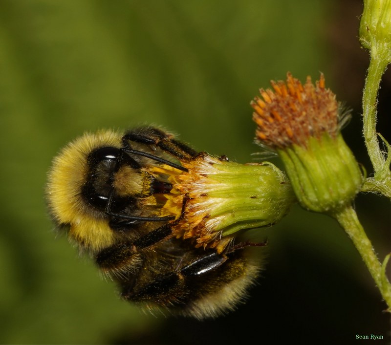 Bees - SA708912.good.cropped.more