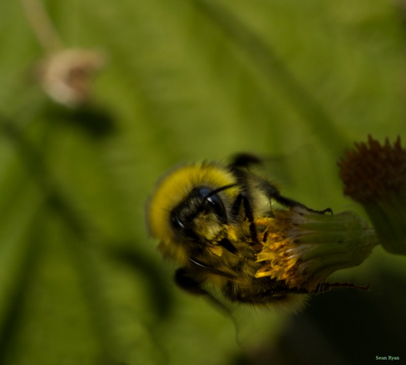 Bees - SA708913.editted.but